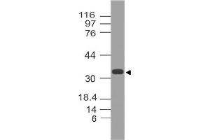 Image no. 1 for anti-Methylthioadenosine phosphorylase (MTAP) (AA 50-270) antibody (ABIN5027368) (MTAP antibody  (AA 50-270))