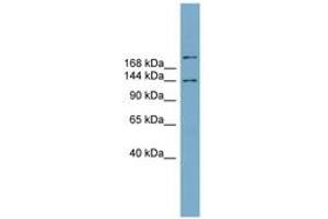 Image no. 1 for anti-Mitogen-Activated Protein Kinase Binding Protein 1 (MAPKBP1) (N-Term) antibody (ABIN6743805) (MAPKBP1 antibody  (N-Term))