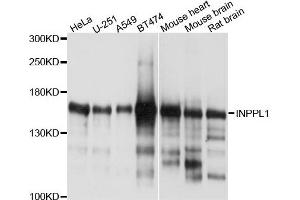 Western blot analysis of extracts of various cells, using INPPL1 antibody.