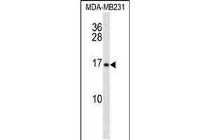 Western blot analysis in MDA-MB231 cell line lysates (35ug/lane). (MFAP2 antibody  (N-Term))