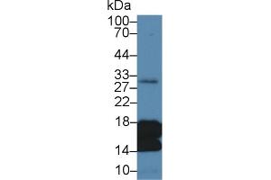 Detection of H3 in Human Liver lysate using Polyclonal Antibody to Histone H3 (H3) (Histone 3 antibody  (AA 1-136))