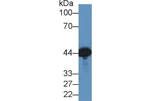 Detection of CKM in Mouse Brain lysate using Polyclonal Antibody to Creatine Kinase, Muscle (CKM) (CKM antibody  (AA 11-367))