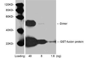 Western blot analysis of GST fusion protein using 1 µg/mL Goat Anti-GST-tag Polyclonal Antibody (ABIN398844) Secondary antibody: HRP-Protein G (M00090) The signal was developed with LumiSensorTM HRP Substrate Kit (ABIN769939)