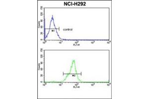 Flow Cytometric analysis of NCI-H292 cells using TOB1 Antibody (N-term) Cat. (Protein Tob1 (TOB1) (AA 61-91), (N-Term) antibody)
