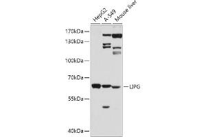 Western blot analysis of extracts of various cell lines, using LIPG antibody (ABIN3015671, ABIN3015672, ABIN3015673 and ABIN6219026) at 1:500 dilution. (LIPG antibody  (AA 251-500))