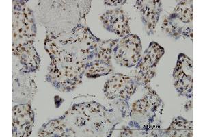 Immunoperoxidase of monoclonal antibody to TAF7 on formalin-fixed paraffin-embedded human placenta. (TAF7 antibody  (AA 130-224))