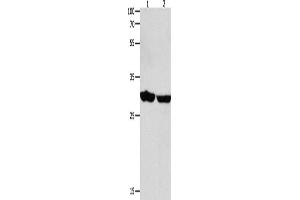 Western Blotting (WB) image for anti-14-3-3 epsilon (YWHAE) antibody (ABIN2426253) (YWHAE antibody)