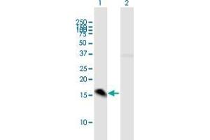 Western Blot analysis of MED21 expression in transfected 293T cell line by MED21 MaxPab polyclonal antibody.