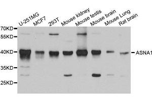 Western Blotting (WB) image for anti-ArsA Arsenite Transporter, ATP-Binding, Homolog 1 (ASNA1) (AA 1-348) antibody (ABIN1678763)
