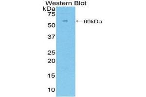Western Blotting (WB) image for anti-CD34 (CD34) (AA 36-287) antibody (ABIN1858297)