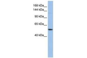 Image no. 1 for anti-Ubiquitination Factor E4A (UBE4A) (AA 720-769) antibody (ABIN6743147) (UBE4A antibody  (AA 720-769))