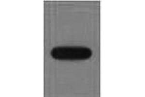 Western Blot analysis of recombinant EYFP protein using EYFP Monoclonal Antibody at dilution of 1:10000. (eYFP antibody)