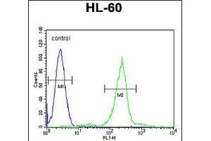 C1QC Antibody (Center) (ABIN655873 and ABIN2845277) flow cytometric analysis of HL-60 cells (right histogram) compared to a negative control cell (left histogram).