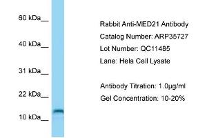 Western Blotting (WB) image for anti-Mediator Complex Subunit 21 (MED21) (C-Term) antibody (ABIN2776417) (MED21 antibody  (C-Term))
