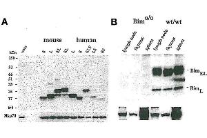 A) Western blot using anti-Bim, mAb (3C5)  detecting EE mouse BimS, BimL, BimEL and EE human, BimSS, BimS, BimLS, BimL, BimELS, BimEL. (BimS, EL, L (AA 20-40) antibody)