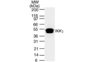 IKKγ mAb tested by Western blot.