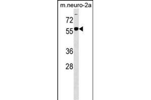 B4GALNT1 Antibody (Center) (ABIN1538263 and ABIN2849848) western blot analysis in mouse Neuro-2a cell line lysates (35 μg/lane). (B4GALNT1 antibody  (AA 296-323))