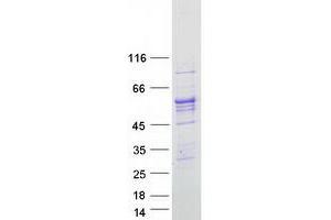 Validation with Western Blot (ALDH1B1 Protein (Myc-DYKDDDDK Tag))