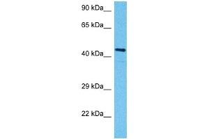 Host:  Mouse  Target Name:  SMAD3  Sample Tissue:  Mouse Testis  Antibody Dilution:  1ug/ml (SMAD3 antibody  (N-Term))