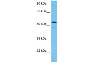 Host:  Mouse  Target Name:  SMAD3  Sample Tissue:  Mouse Testis  Antibody Dilution:  1ug/ml