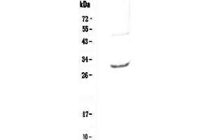 Western blot analysis of IL27 using anti-IL27 antibody . (IL-27 antibody  (AA 29-234))