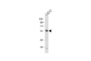 Anti-SD2- Antibody at 1:1000 dilution + C2C12 whole cell lysate Lysates/proteins at 20 μg per lane. (SMAD2 antibody  (AA 201-230))