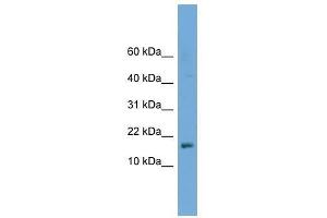 C14orf129 antibody used at 0. (GSKIP antibody  (Middle Region))