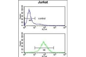 M1H Antibody (Center) (ABIN653037 and ABIN2842651) flow cytometry analysis of Jurkat cells (bottom histogram) compared to a negative control cell (top histogram). (PPM1H antibody  (AA 235-263))