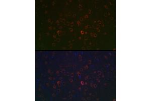 Immunofluorescence analysis of rat brain using REEP2 Rabbit pAb (ABIN7269887) at dilution of 1:100 (40x lens). (REEP2 antibody  (AA 93-252))
