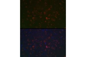 Immunofluorescence analysis of rat brain using REEP2 Rabbit pAb (ABIN7269887) at dilution of 1:100 (40x lens). (REEP2 antibody  (AA 93-252))