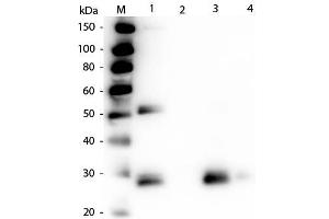 Western Blot of Anti-Rat IgG F(ab')2 (RABBIT) Antibody . (Rabbit anti-Rat IgG (F(ab')2 Region) Antibody (FITC) - Preadsorbed)