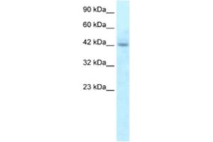 Western Blotting (WB) image for anti-Regulator of G-Protein Signaling 20 (RGS20) antibody (ABIN2460855) (RGS20 antibody)