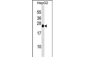 TCEAL6 Antibody (N-term) (ABIN1539371 and ABIN2849745) western blot analysis in HepG2 cell line lysates (35 μg/lane).