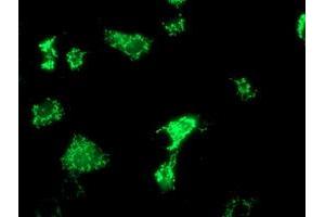 Anti-OXNAD1 mouse monoclonal antibody (ABIN2454736) immunofluorescent staining of COS7 cells transiently transfected by pCMV6-ENTRY OXNAD1 (RC203565). (OXNAD1 antibody)