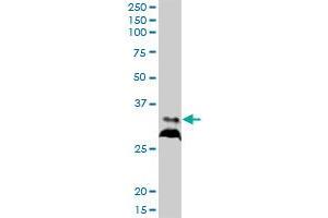 RPIA MaxPab polyclonal antibody. (Ribose 5-Phosphate Isomerase A (RPIA) (AA 1-237) antibody)