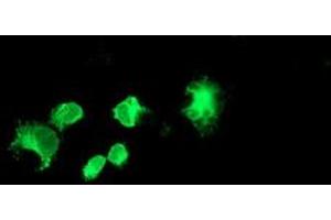 Anti-FOLH1 mouse monoclonal antibody (ABIN2455685) immunofluorescent staining of COS7 cells transiently transfected by pCMV6-ENTRY FOLH1 (RC218310). (PSMA antibody)