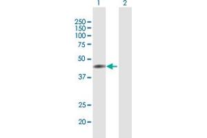 Western Blot analysis of T expression in transfected 293T cell line by T MaxPab polyclonal antibody. (T Brachyury Protein (AA 1-377) antibody)