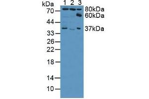 Figure. (Ezrin antibody  (AA 1-295))