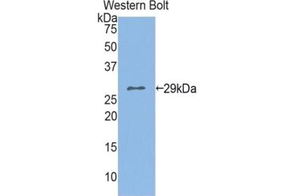 CLCA1 antibody  (AA 416-670)