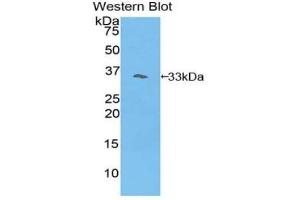 Western blot analysis of the recombinant protein. (PIK3AP1 antibody  (AA 397-650))