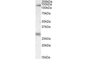 Image no. 1 for anti-Mitogen-Activated Protein Kinase Kinase Kinase 6 (MAP3K6) (C-Term) antibody (ABIN453987) (MAP3K6 antibody  (C-Term))