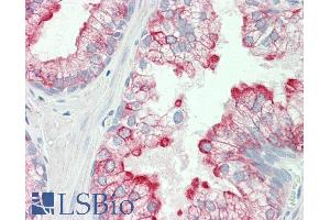 ABIN5539537 (5µg/ml) staining of paraffin embedded Human Prostate.