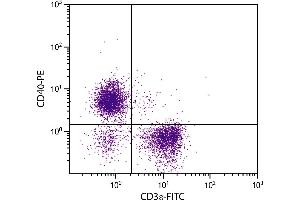 BALB/c mouse splenocytes were stained with Rat Anti-Mouse CD40-PE. (CD40 antibody  (PE))