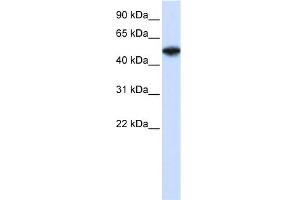 WB Suggested Anti-COPS2 Antibody Titration:  0. (COPS2 antibody  (N-Term))