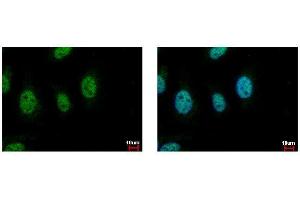ICC/IF Image CDC45L antibody [C1C3] detects CDC45L protein at nucleus by immunofluorescent analysis. (CDC45 antibody  (Center))