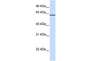 ITFG1 antibody used at 1 ug/ml to detect target protein. (ITFG1 antibody  (N-Term))