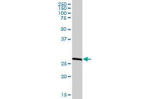 RPA2 MaxPab polyclonal antibody. (RPA2 antibody  (AA 1-270))