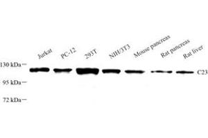 Western blot analysis of C23 (ABIN7074906) at dilution of 1: 1000 (Nucleolin antibody)