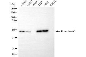 anti-Homeobox A3 (HOXA3) antibody