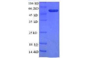 Tumor Necrosis Factor (Ligand) Superfamily, Member 10 (TNFSF10) (AA 39-281) protein (GST tag) (TRAIL Protein (AA 39-281) (GST tag))